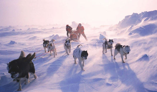 The Iditarod: An Alaskan Dog Sled Race